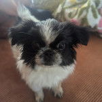 Un Pekalier sur une moquette et regardant vers la caméra