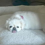 Un Pekalier allongé sur une moquette tirant la langue et portant un collier autour du cou