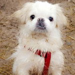 Un Pekalier sur une surface sableuse et qui est tenu en laisse 