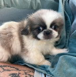 Un Pekalier allongé et semblant détendu 