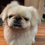 Un Pekalier sur un plancher 