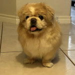 Un Pekalier sur un sol carrelé et tirant la langue