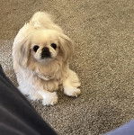 Un Pekalier allongé sur une moquette et regardant vers la caméra 