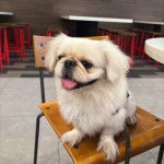Un Pekalier assis sur une chaise tirant la langue et qui est tenu en laisse
