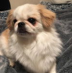 Un Pekalier sur un lit 