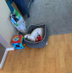 Un Pekalier allongé dans un panier et regardant vers la caméra 