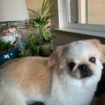 Un Pekalier regardant vers la caméra 