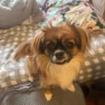 Un Pekalier assis sur un lit et regardant vers la caméra 