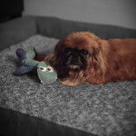 Un Pekalier allongé à côté d'une peluche dans un panier 