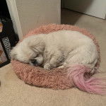 Un Pekalier allongé dans un panier et semblant dormir 