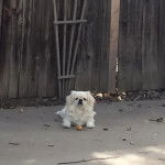 Un Pekalier allongé sur une surface gazonnée et regardant vers la caméra 