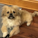 Un Pekalier allongé sur un plancher et regardant vers la caméra 