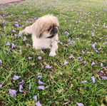 Un Pekalier allongé sur un terrain herbeux et qui est tenu en laisse