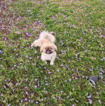 Un Pekalier allongé sur une surface herbacée et qui est tenu en laisse 