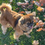 Un Pekalier sur une surface herbacée et qui est tenu en laisse 