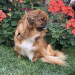 Un Pekalier assis sur un terrain herbeux et portant un collier autour du cou