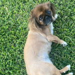 Un Pekalier allongé sur une surface herbacée et regardant vers la caméra 