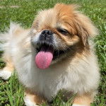 Un Pekalier allongé sur une surface herbacée et tirant la langue 