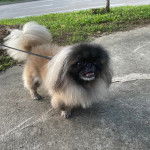 Un Pekalier sur une surface bétonnée et qui est tenu en laisse 