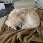 Un Pekalier allongé et semblant dormir 