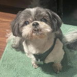 Un Pekalier assis sur un tapis et portant un collier autour du cou