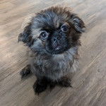 Un Pekalier assis sur un plancher et regardant vers la caméra 