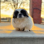 Un Pekalier sur une surface bétonnée 