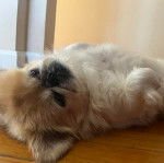 Un Pekalier allongé sur le dos sur un plancher 