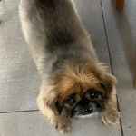 Un Pekalier allongé sur un sol carrelé et regardant la caméra 