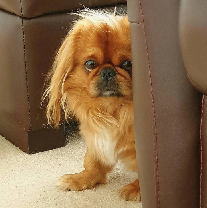 Un Pekalier sur une moquette et regardant vers la caméra 
