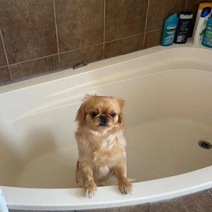 Un Pekalier dans une baignoire et semblant détendu 