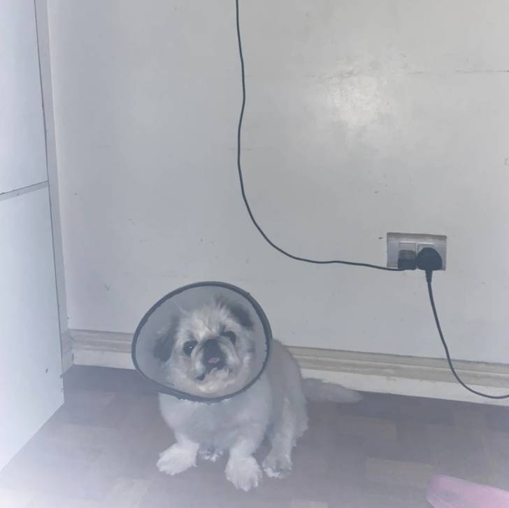 Un Pekalier assis sur un plancher et portant un carcan 