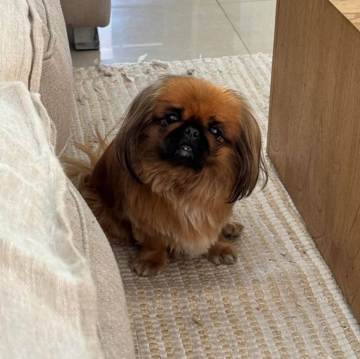 Un Pekalier assis sur un tapis et regardant vers la caméra 