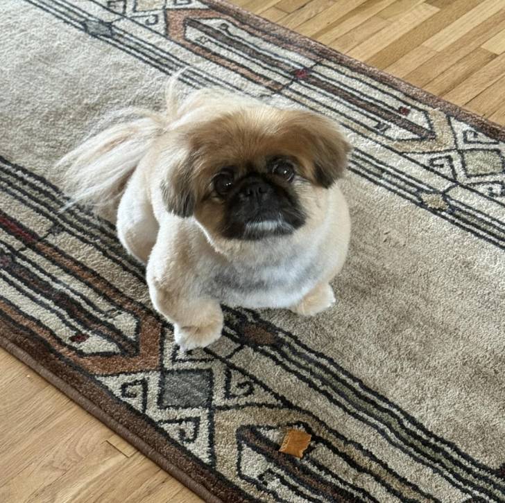 Un Pekalier assis sur un tapis et regardant vers la caméra 