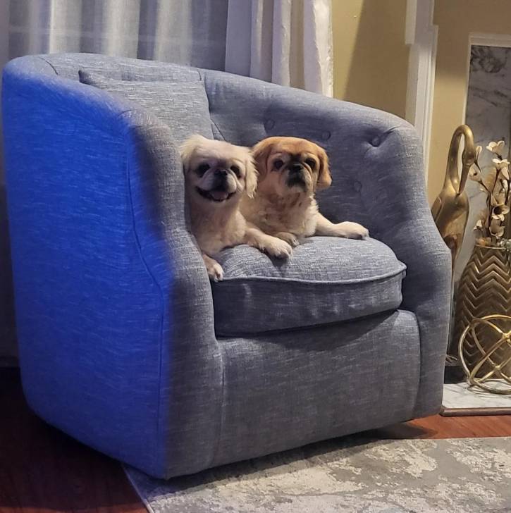 Deux Pekalier allongés sur un moquette 