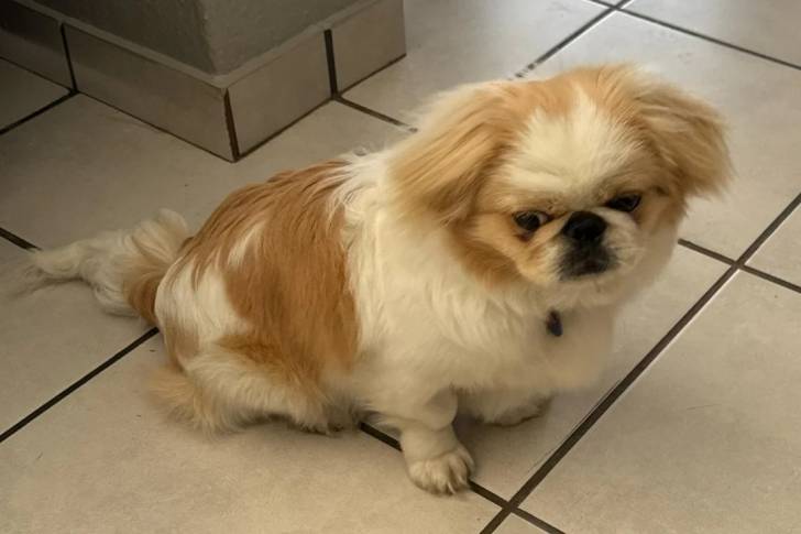 Un Pekalier assis sur un sol carrelé et portant un collier autour du cou 