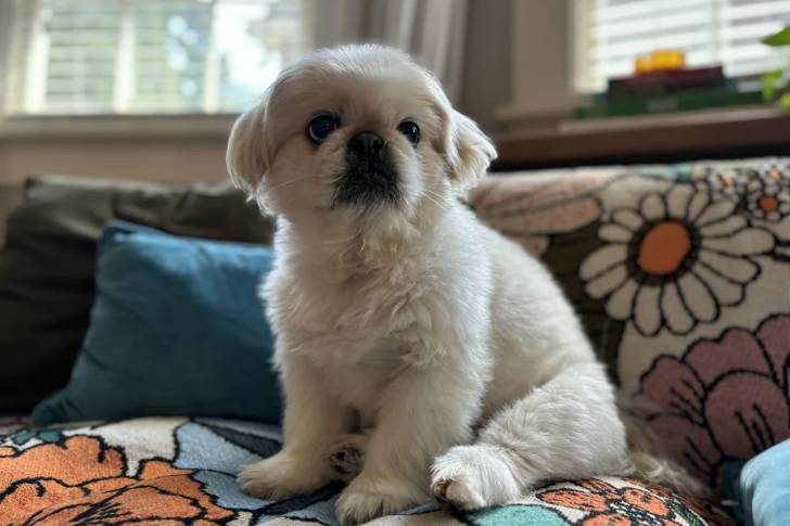 Un Pekalier assis sur un canapé et semblant détendu