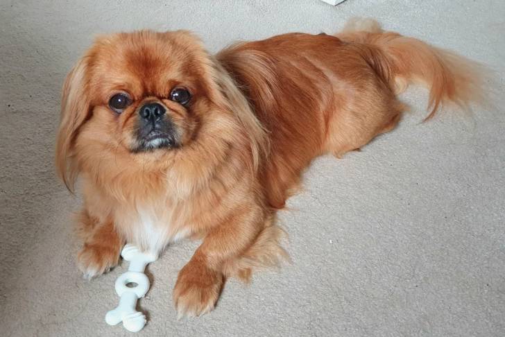 Un Pekalier allongé sur une moquette et regardant vers la caméra 