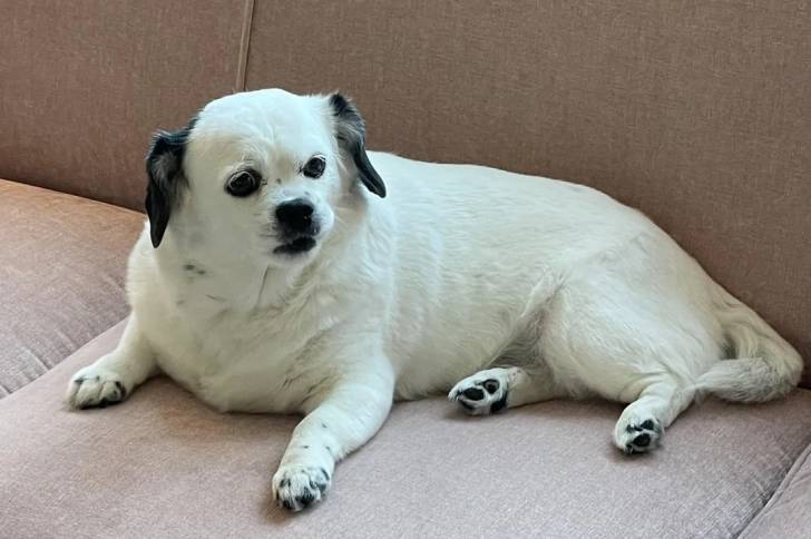 Un Pekalier allongé sur un canapé et semblant détendu 