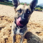 Un Belusky assis sur une surface sableuse et portant un collier autour du cou