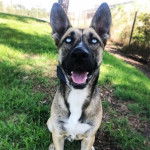 Un Belusky assis sur un terrain herbeux et portant un collier autour du cou