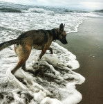 Un Belusky marchant dans l'eau et portant un collier autour du cou