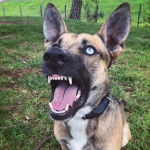 Un Belusky portant un collier autour du cou et semblant aboyer