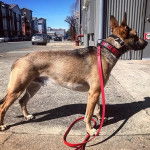 Un Belusky sur une surface bétonnée et qui est tenu en laisse 