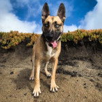 Un Belusky sur une surface sableuse et portant un collier autour du cou