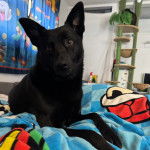 Un Belusky allongé et semblant détendu