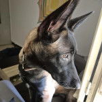 Un Belusky assis et portant un collier autour du cou