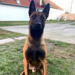 Un Belusky assis sur une surface gazonnée et regardant vers la caméra 