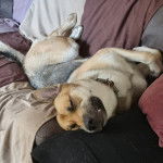 Un Belusky allongé sur un canapé et portant un collier autour du cou 