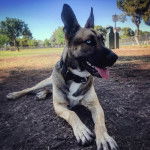 Un Belusky allongé et portant un collier autour du cou